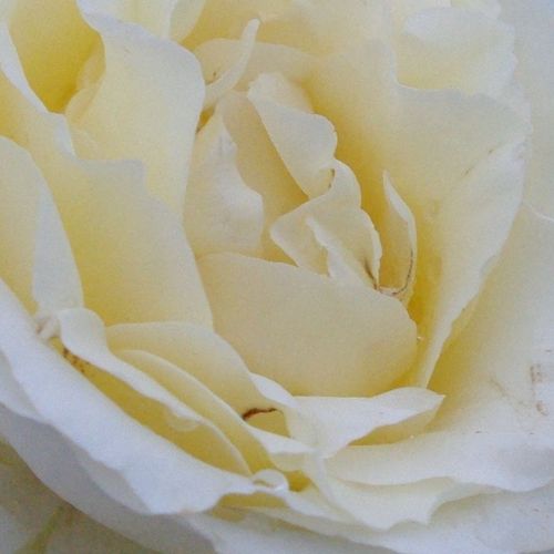 Rosa Iris Honey - trandafir cu parfum discret - Trandafir copac cu trunchi înalt - cu flori teahibrid - alb - - - coroană tufiș - Flori mari foarte îndesat, potrivit ca trandafir tăiat